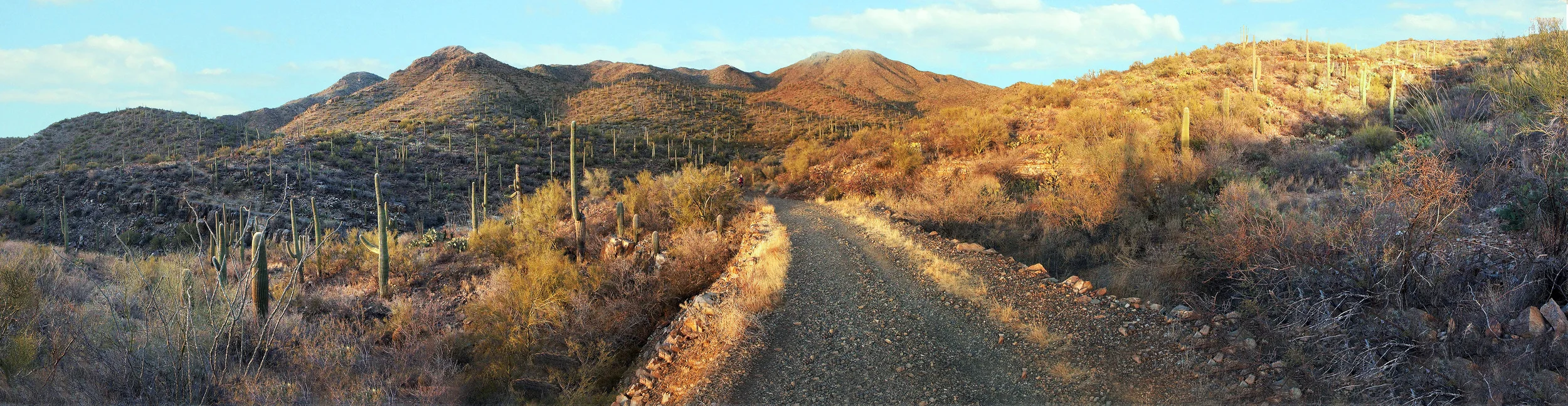 Saguaro National Park.