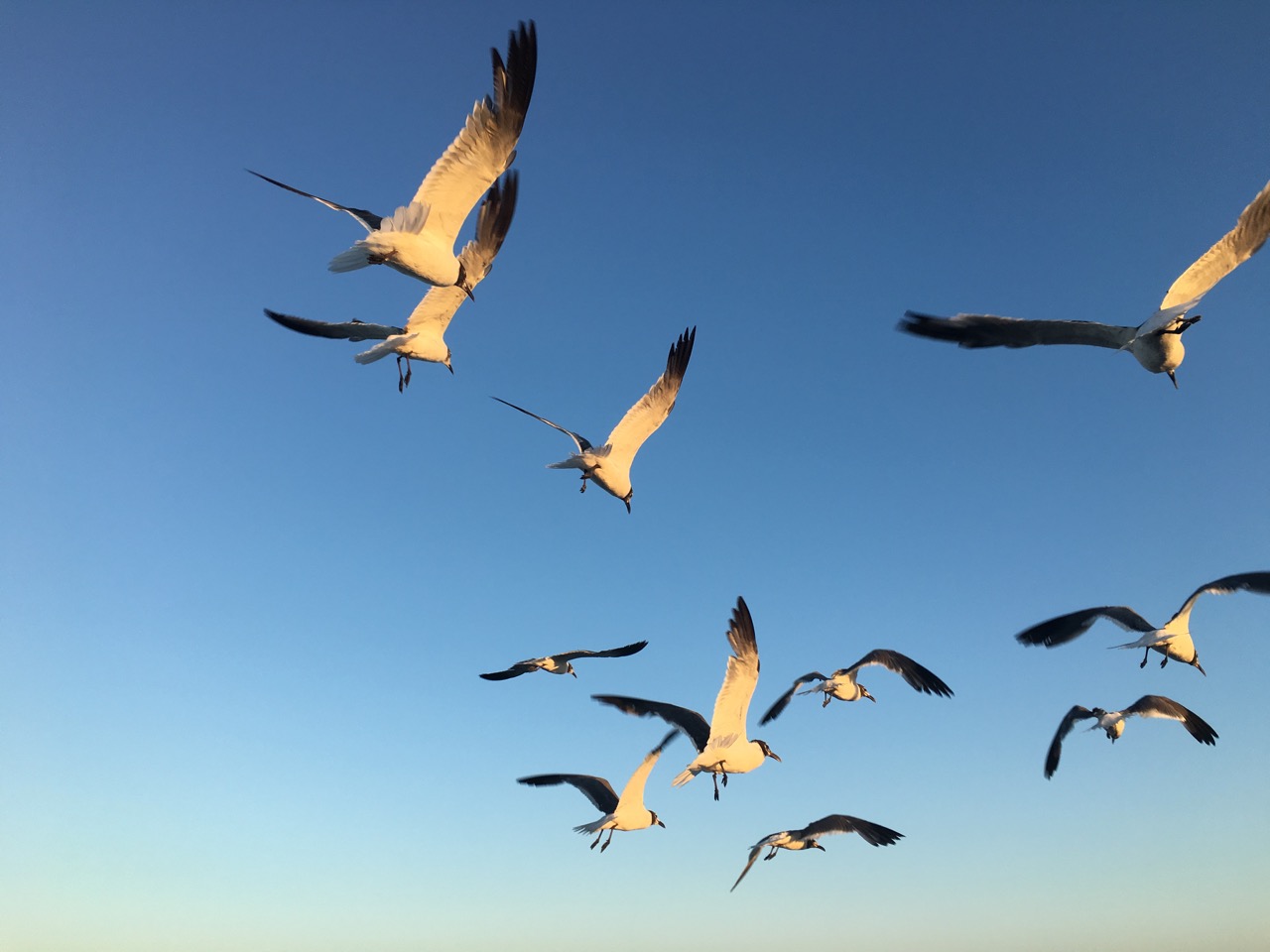 Black-headed gulls on the wing.