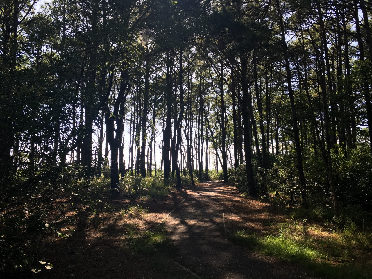 Hardwood forests offer a respite from the heat.