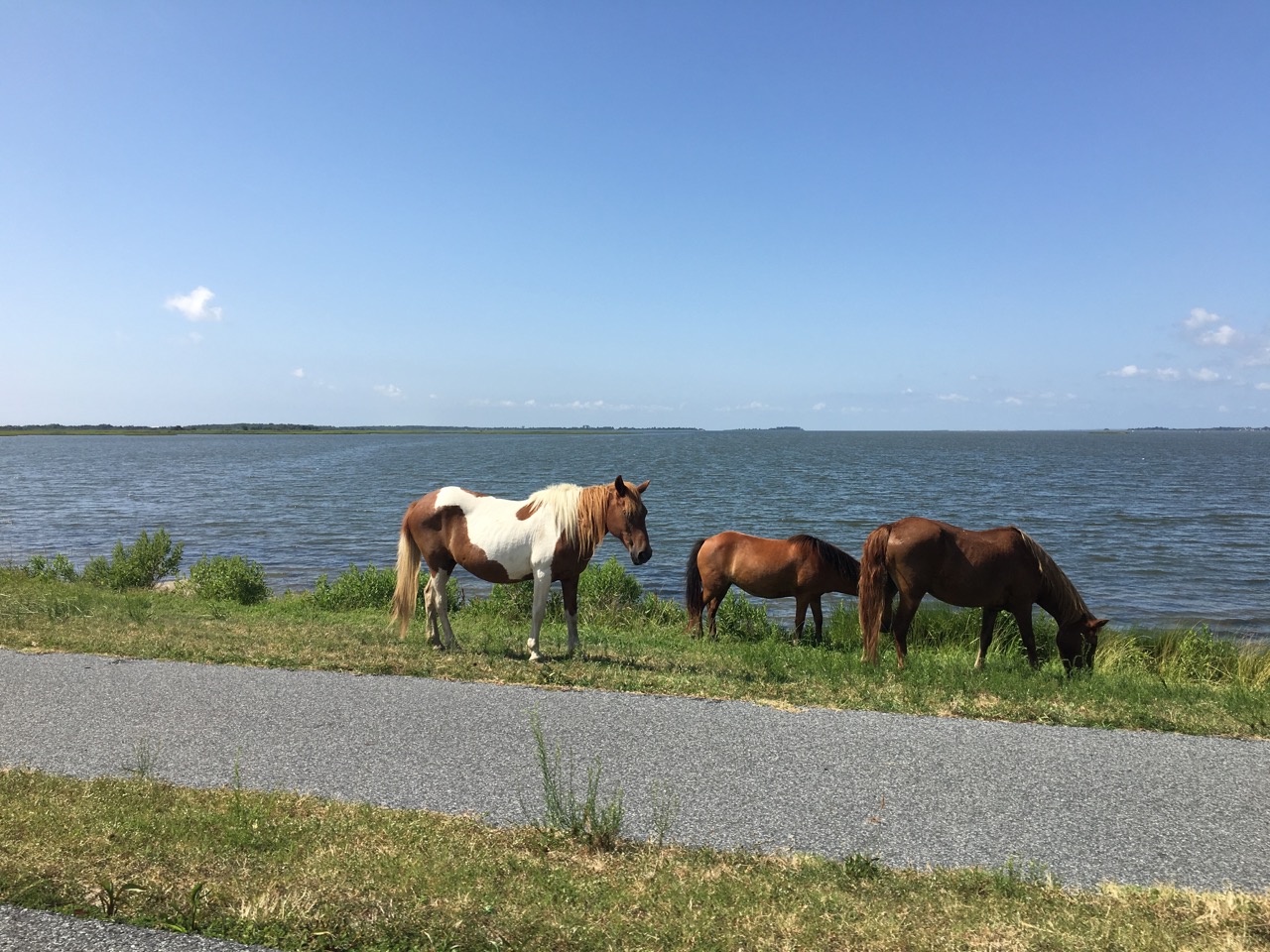 The famous ponies show up all over!
