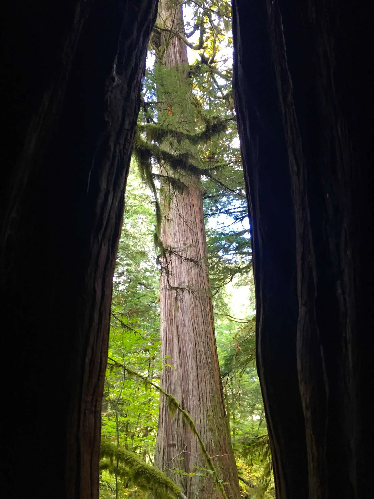 A tree from inside a tree, photo by Derek Wright.