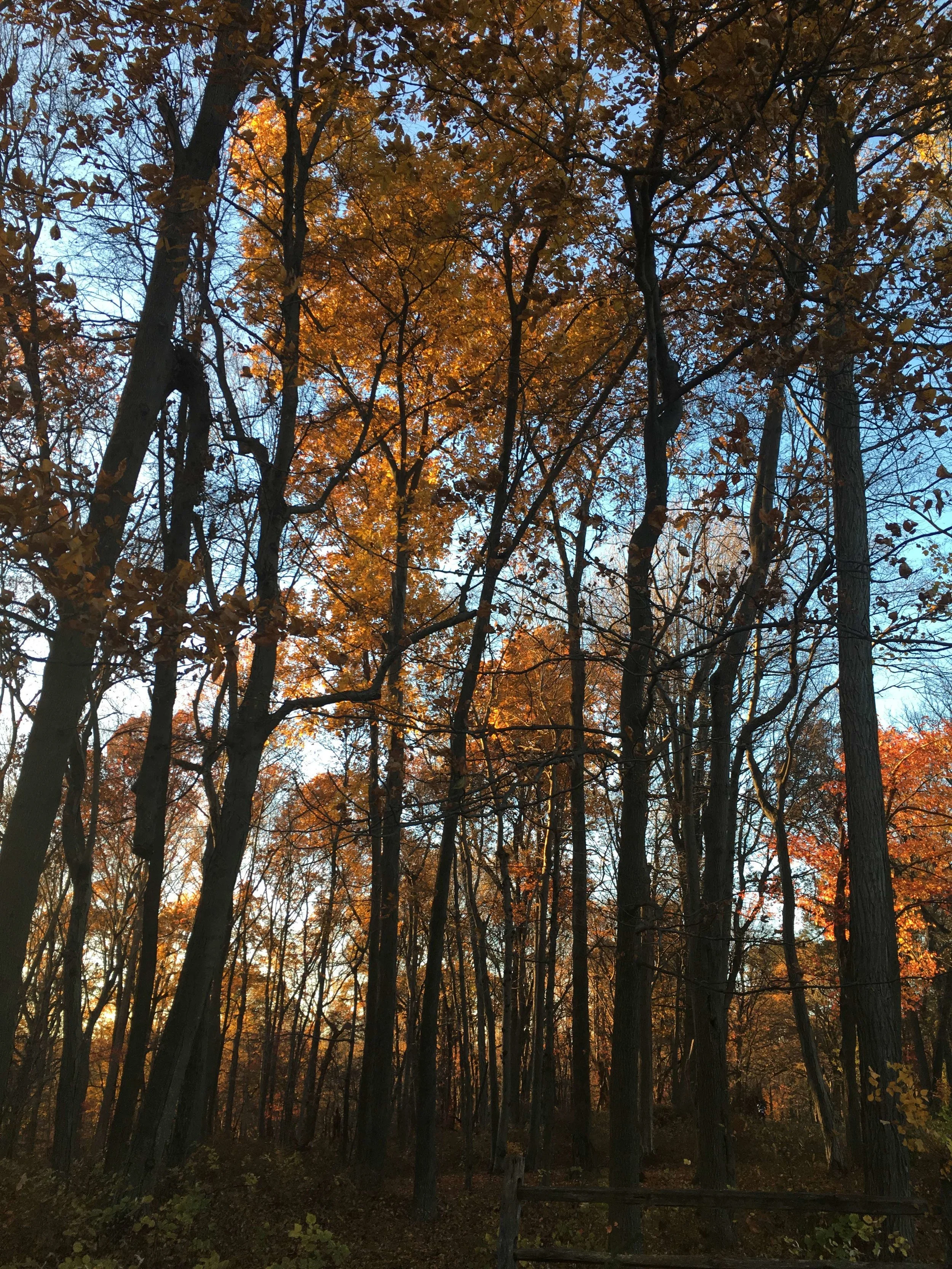 Trees.jpg