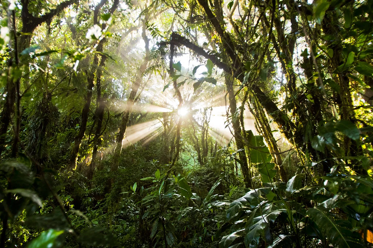 rainforest-photography-morning-sunlight.jpeg
