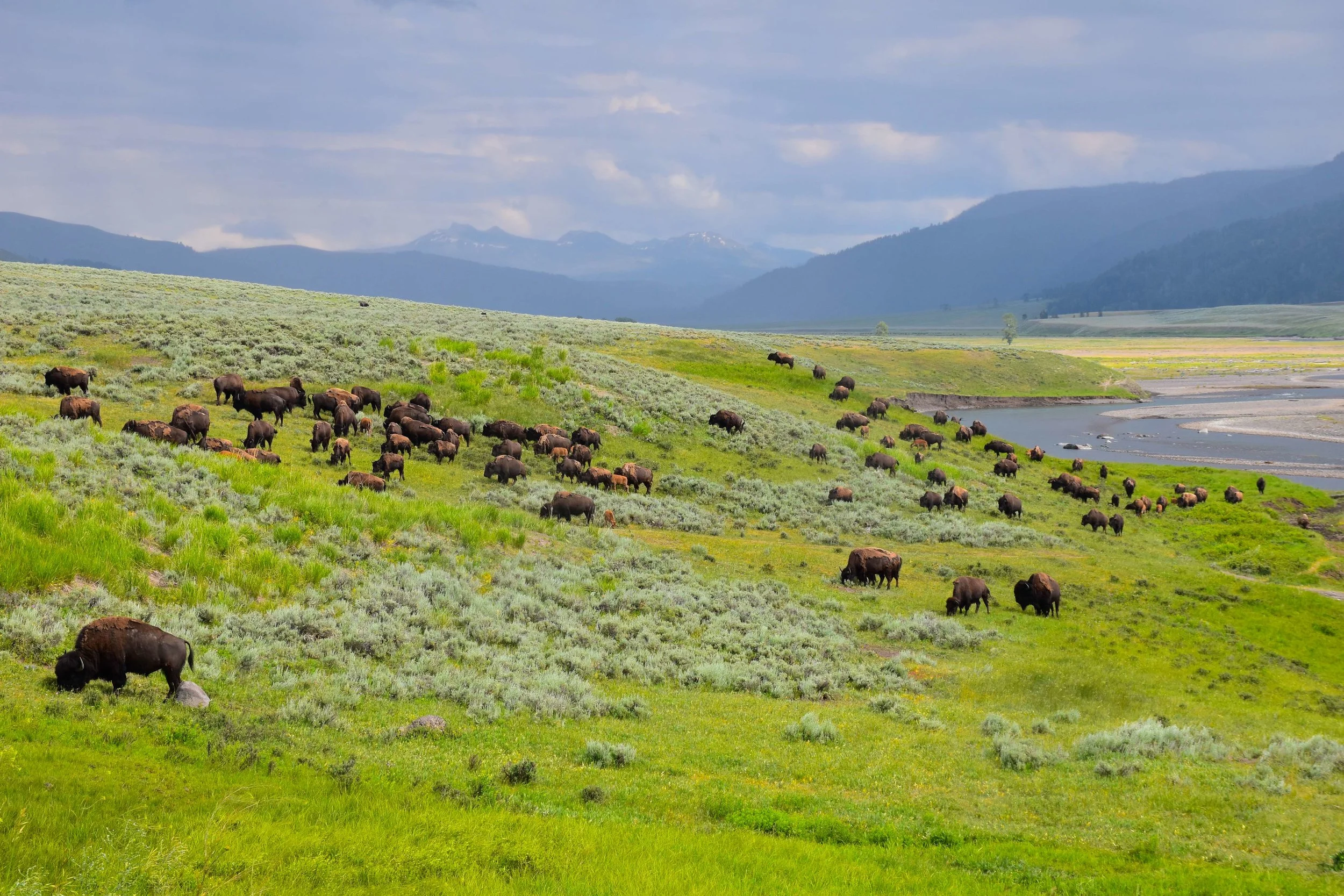 Bison in Yellowstone, photo by Chris Umpierre