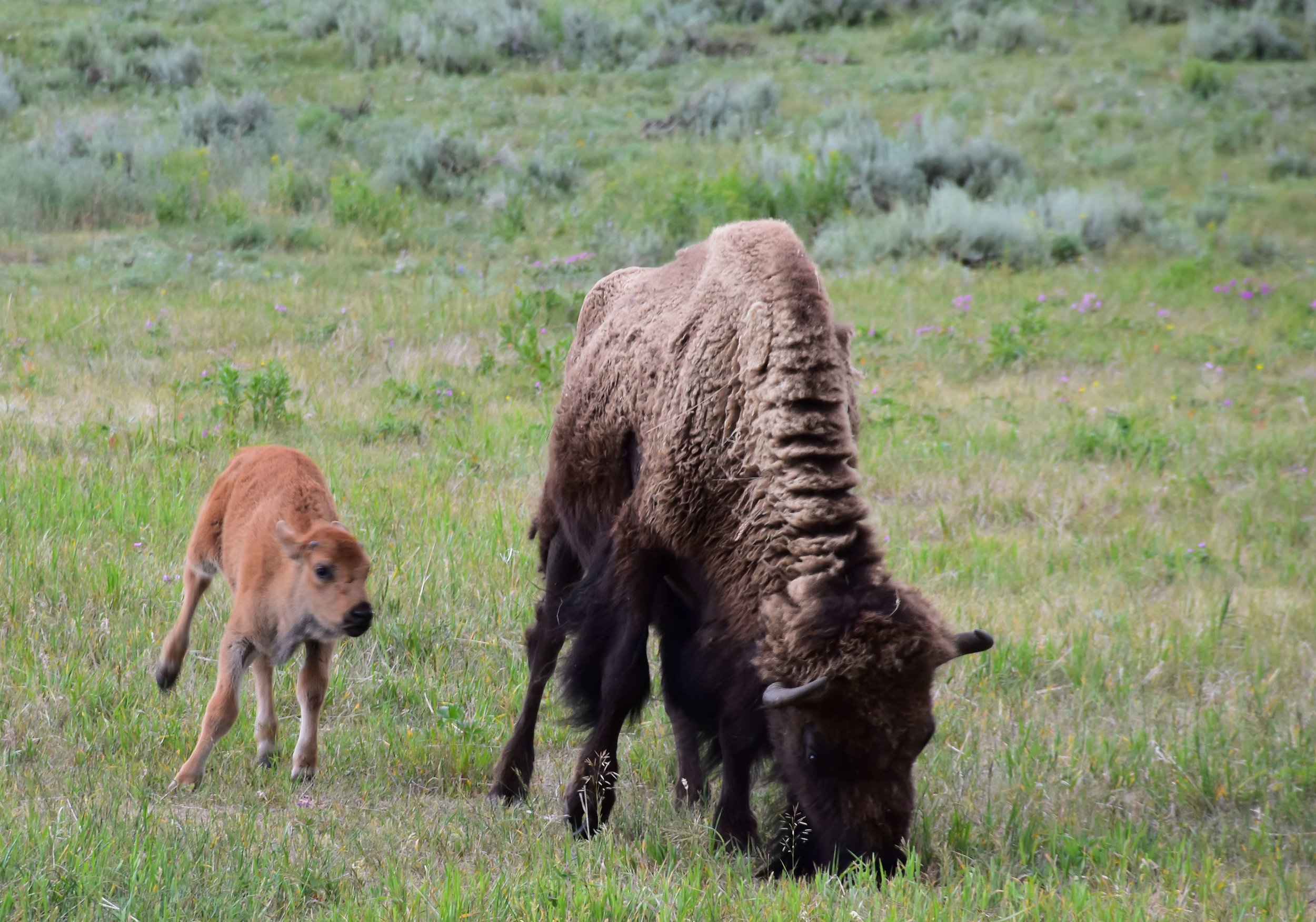 Bison and a calf, photo by Chris Umpierre.