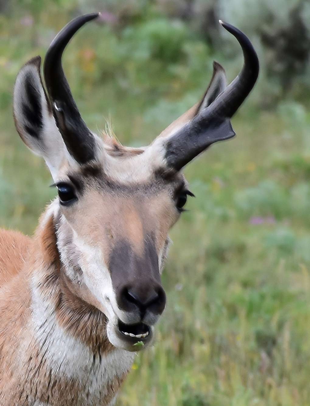 Pronghorn antelope, photo by Chris Umpierre.