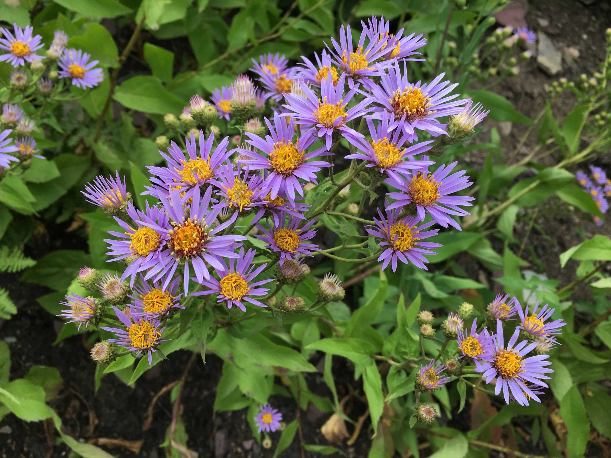 Summer wildflowers in the Two Medicine region.