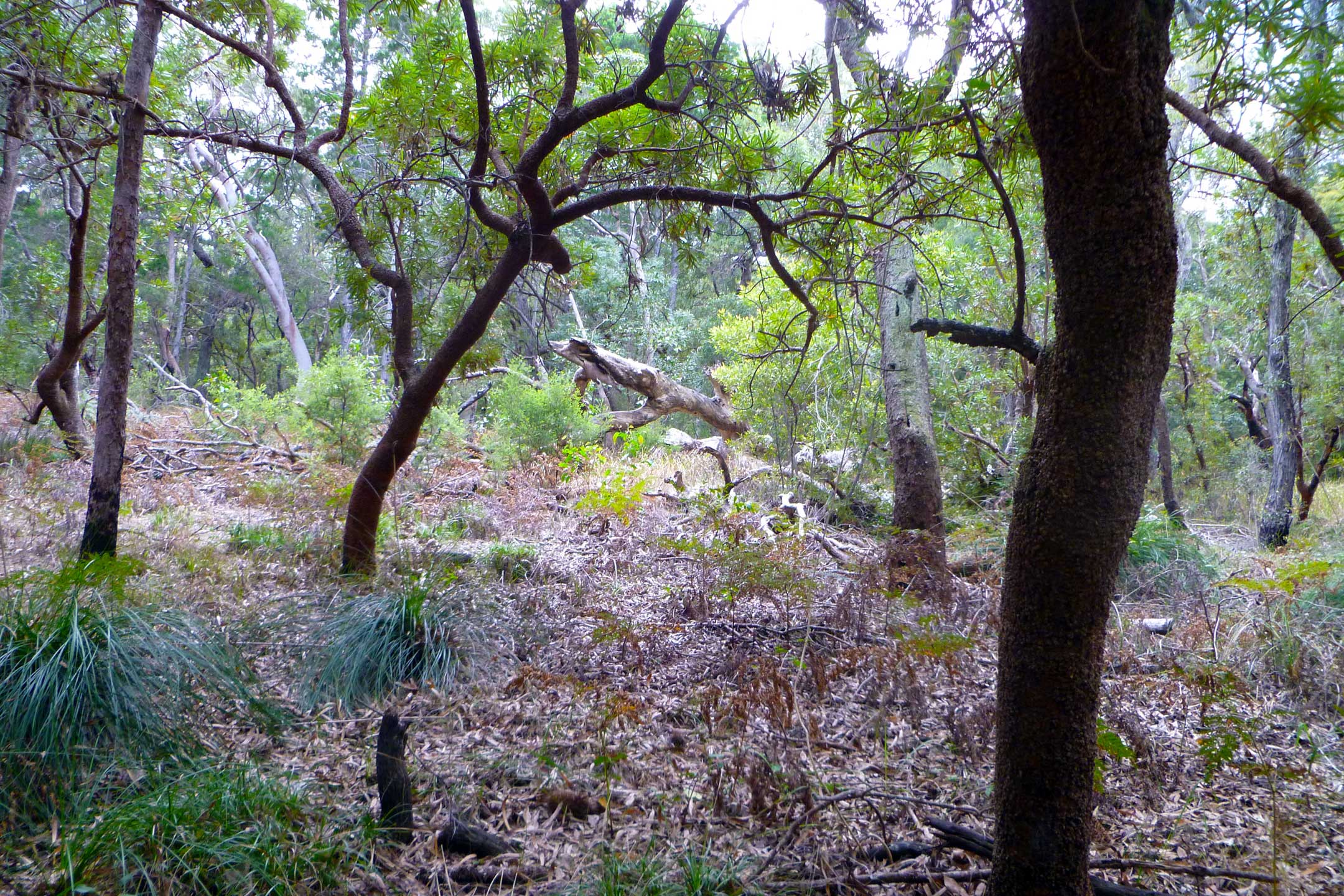 The track to Lake Wabby, photo by Harry Meeking.