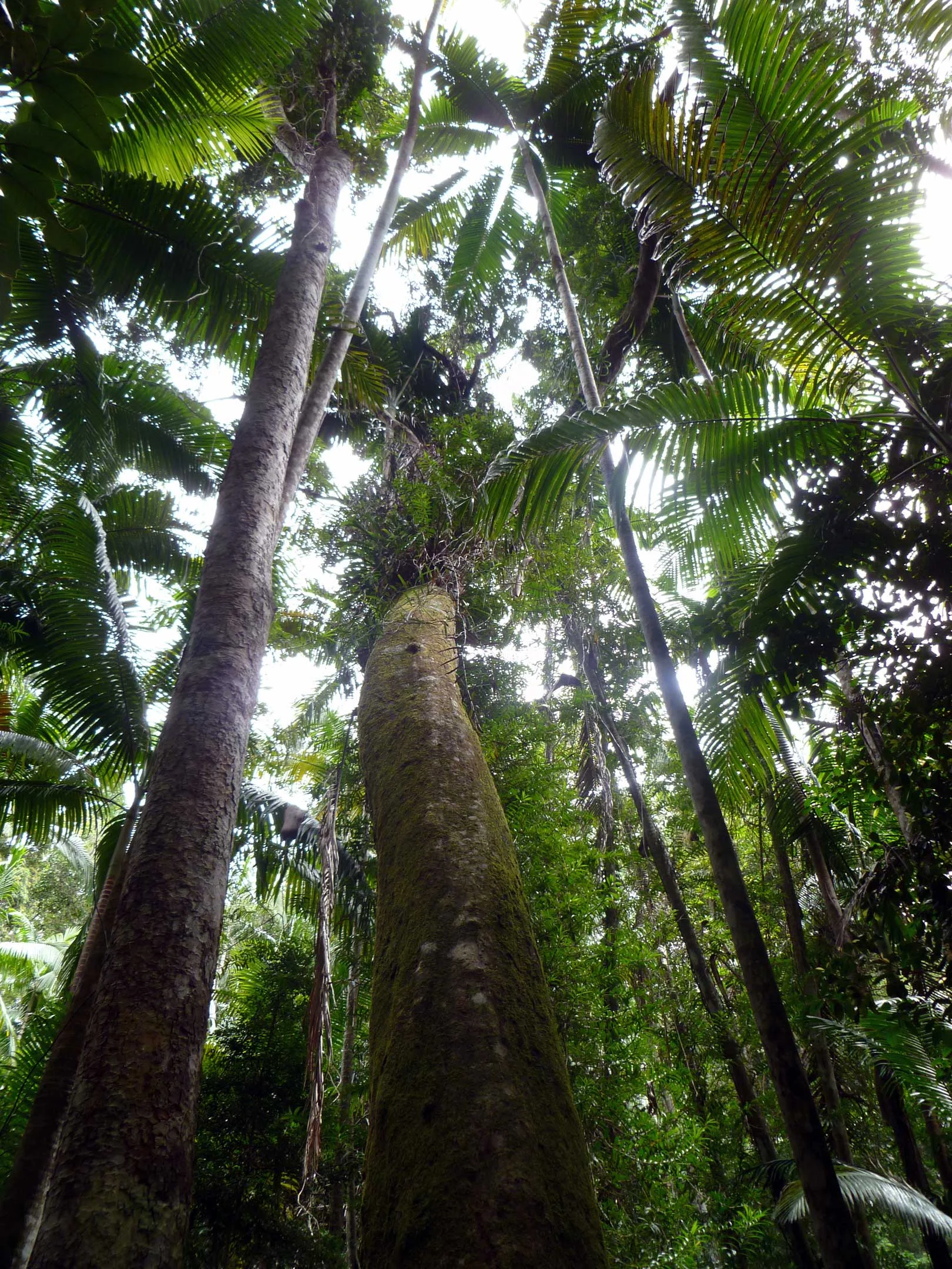 Hoop palms, Wanggoollba Creek Track, photo by Harry Meeking.