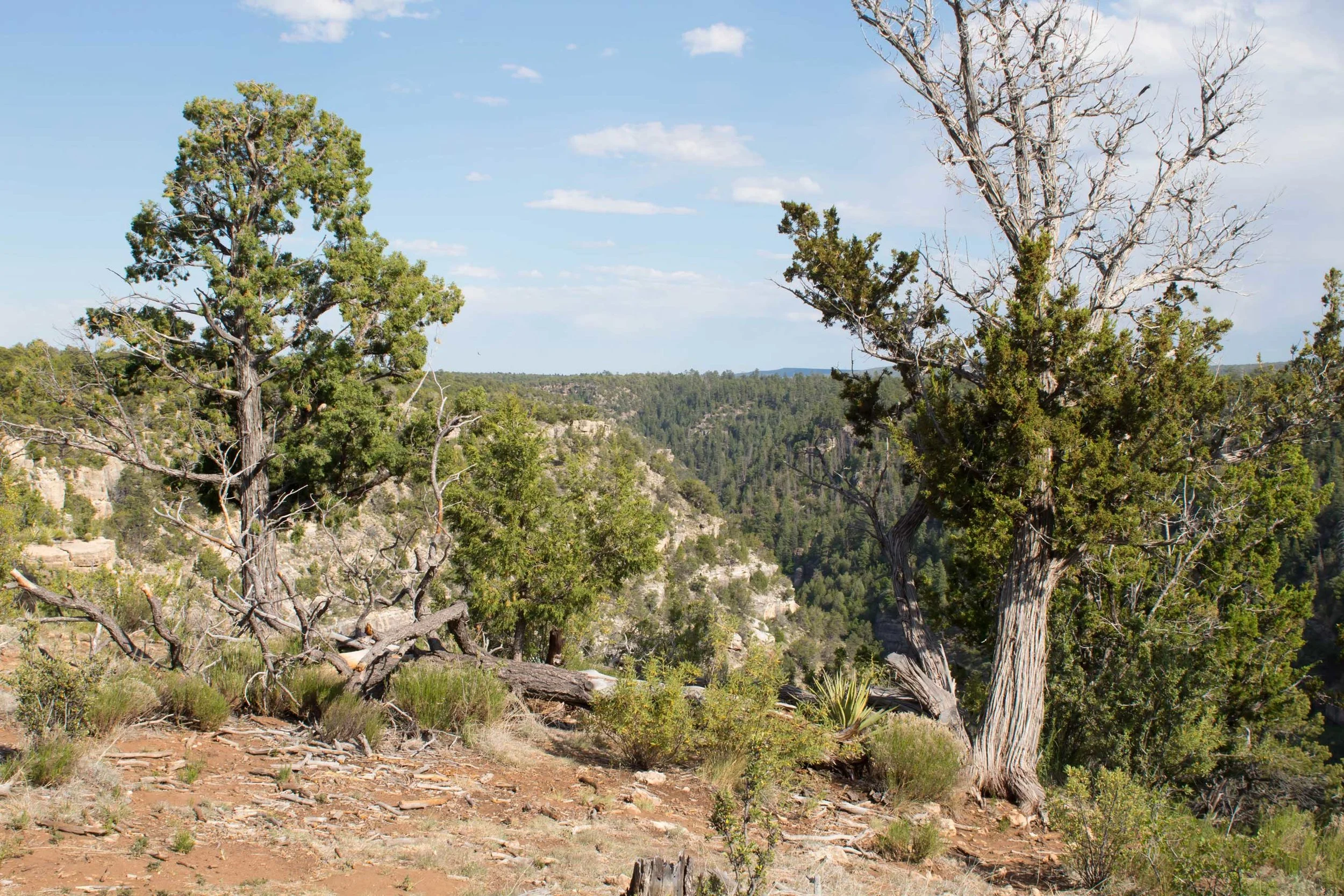 Walnut Canyon National Monument, photo by Amy Beth Wright.