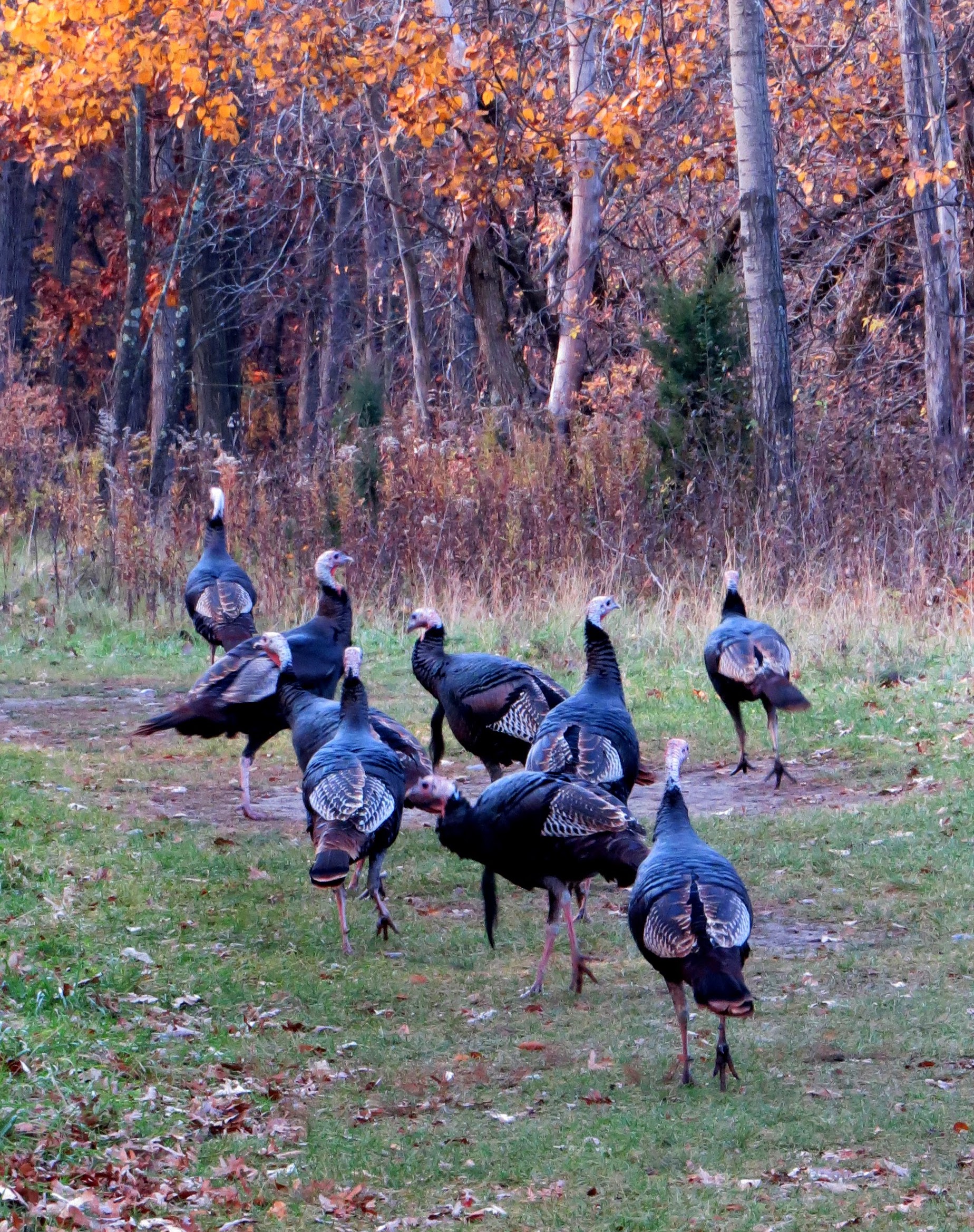Turkeys on parade, photo by Janet Frost.