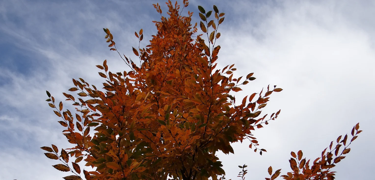 Tree Crop.jpeg