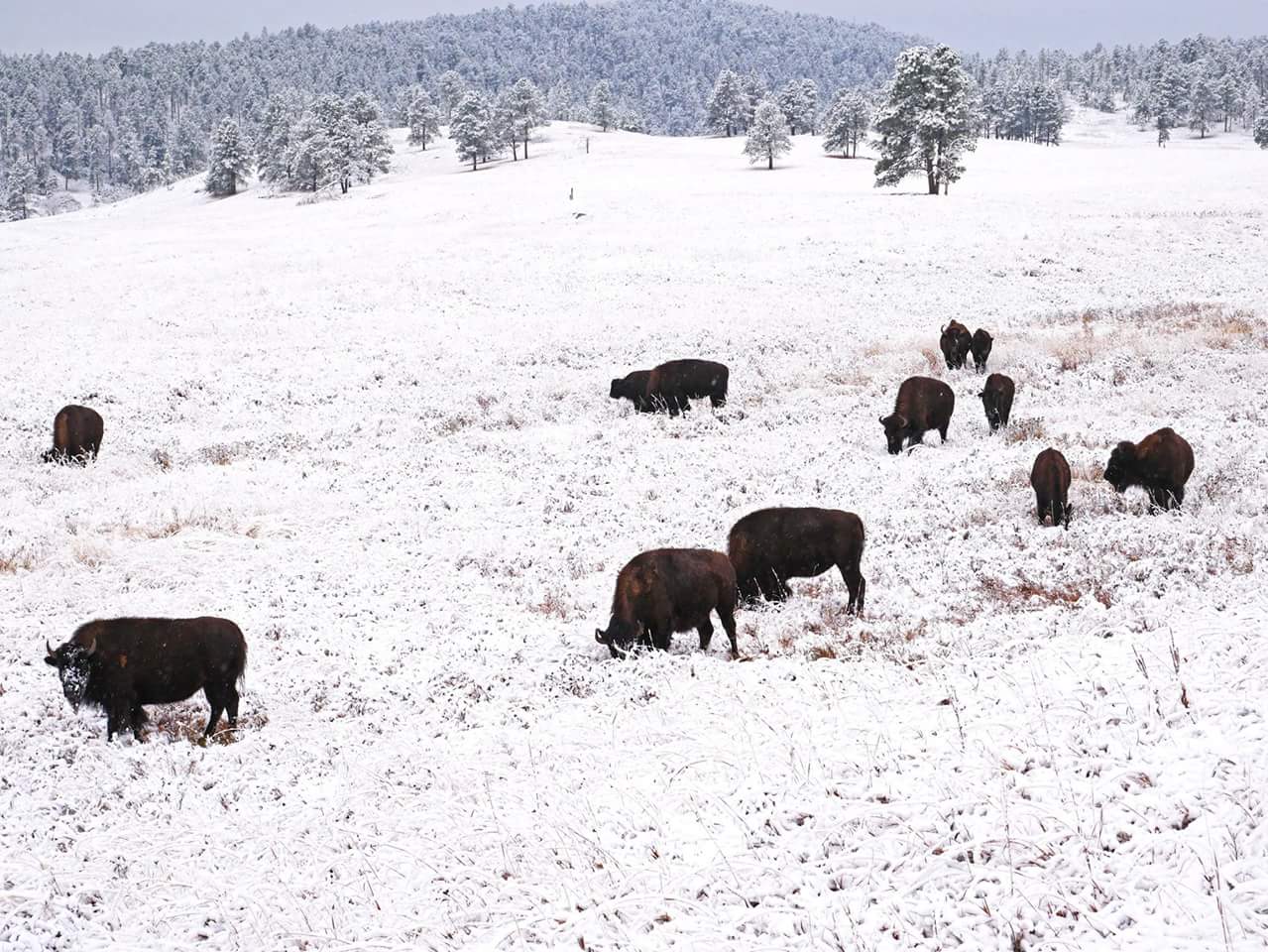 Custer State Park , photo by Custer State Park.