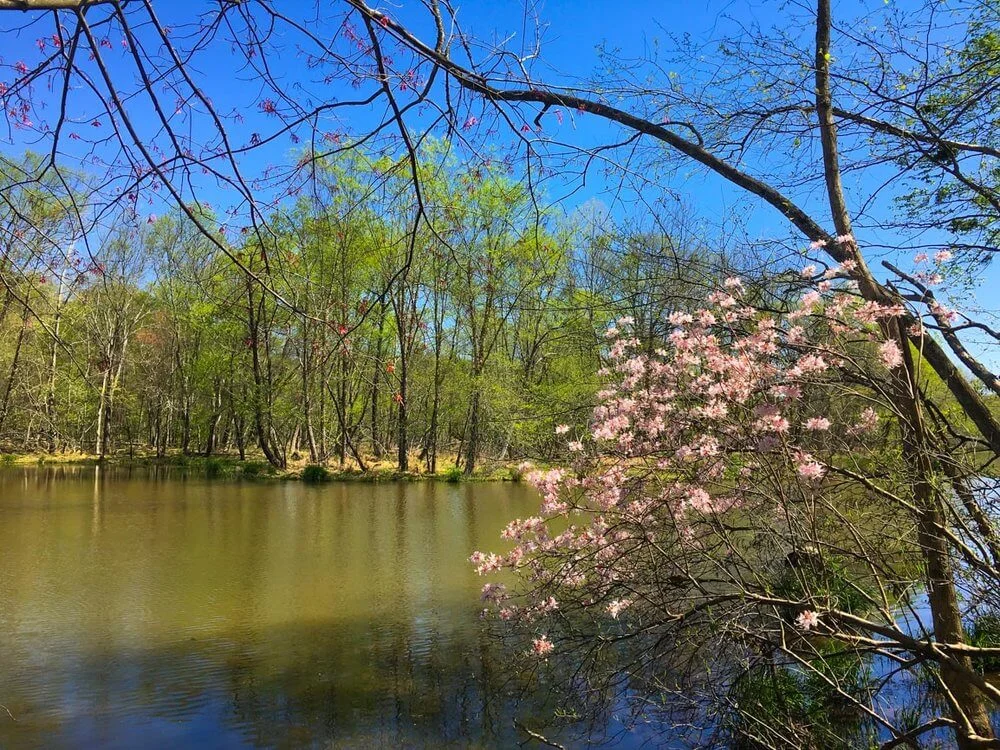 A beautiful view from the Gold Branch, photo by Derek Wright.