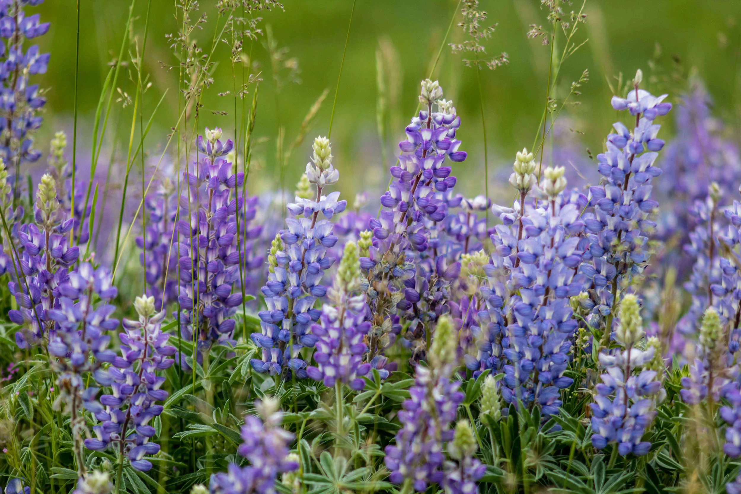 YellowstoneFlower-1.jpg