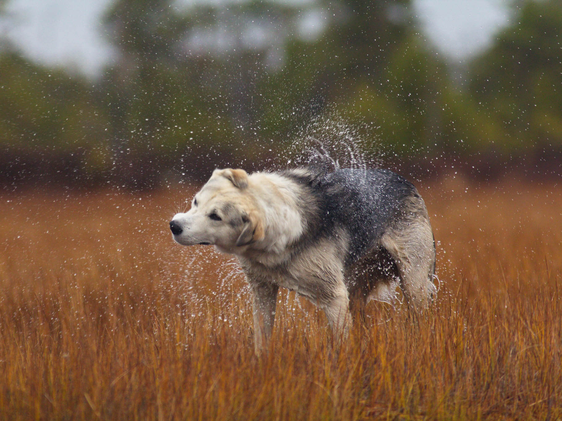 Camping with a Dog: The Best Tips for Fun and Safety