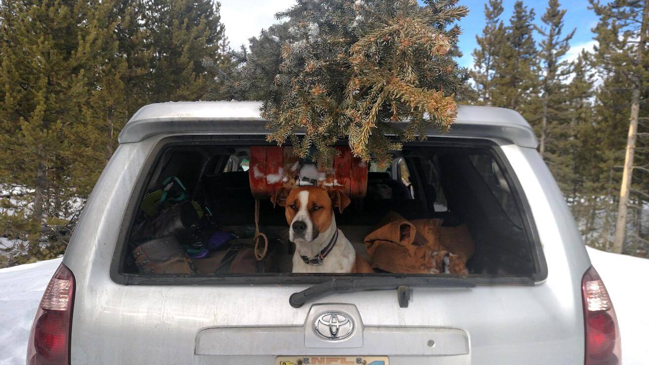 How to Cut a Natural Christmas Tree from Our National Forests