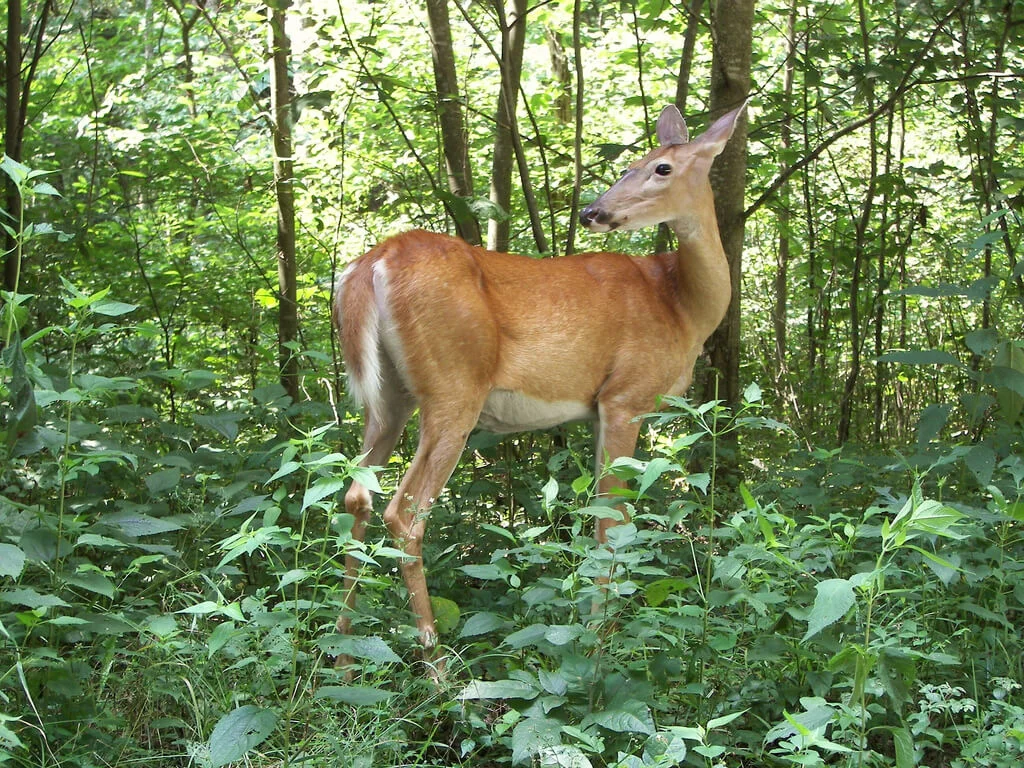 Deer in Kentucky woods, photo by Gina YouKnowMe / CC BY 2.0