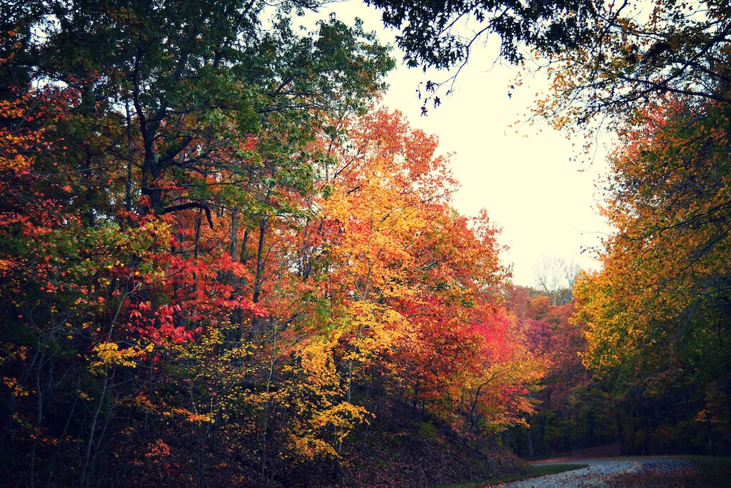 Fall colors, photo by Brian Truskey / CC BY 2.0