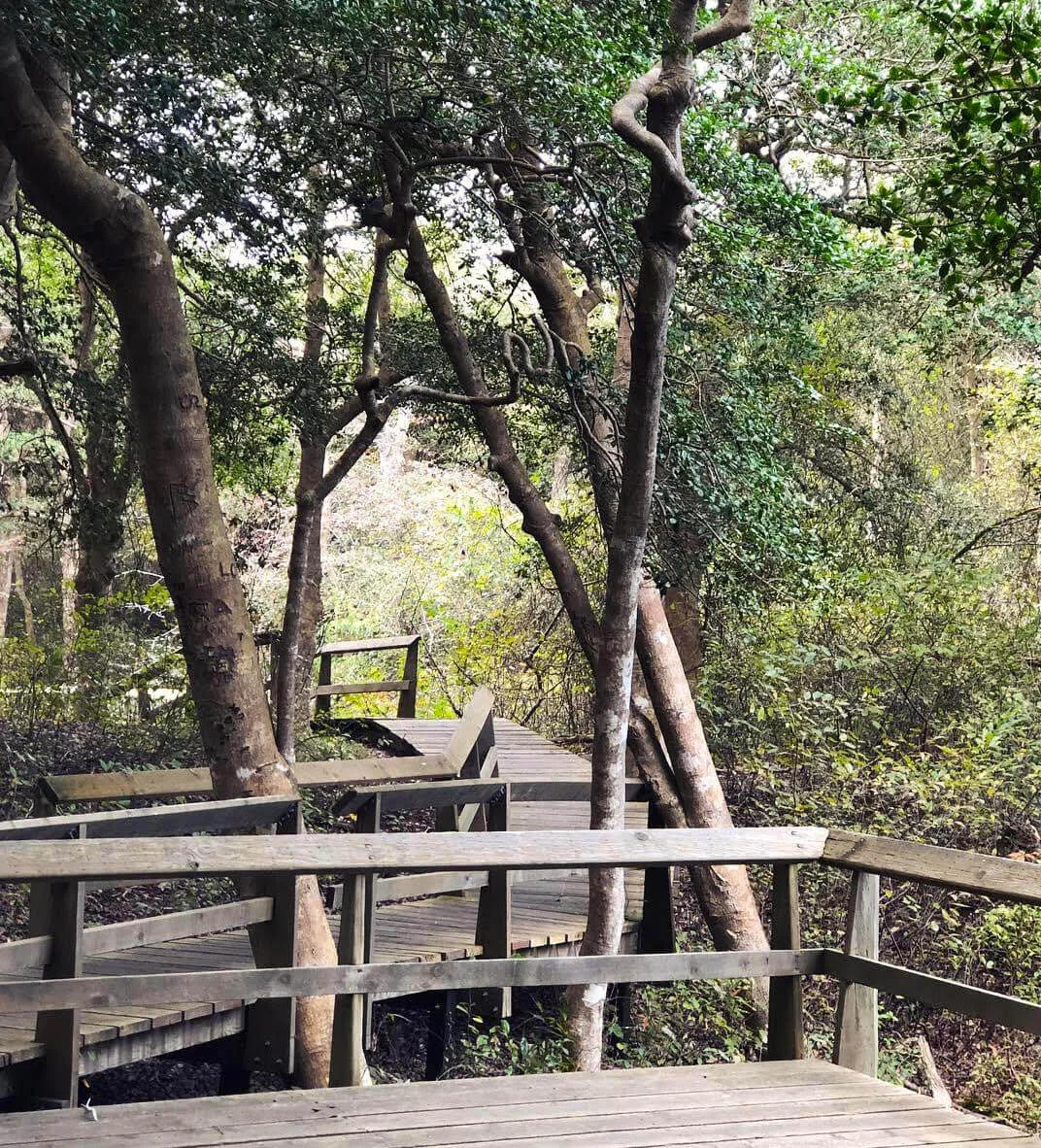SunkenForest(1).jpg