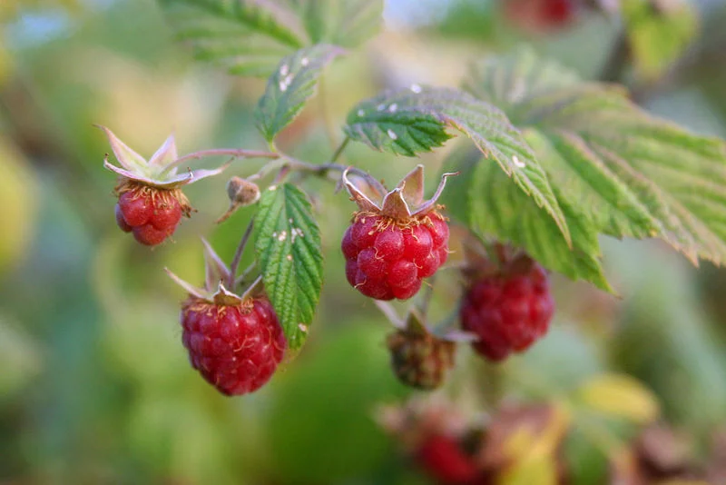 800px-Wild_raspberries_close-up.jpg