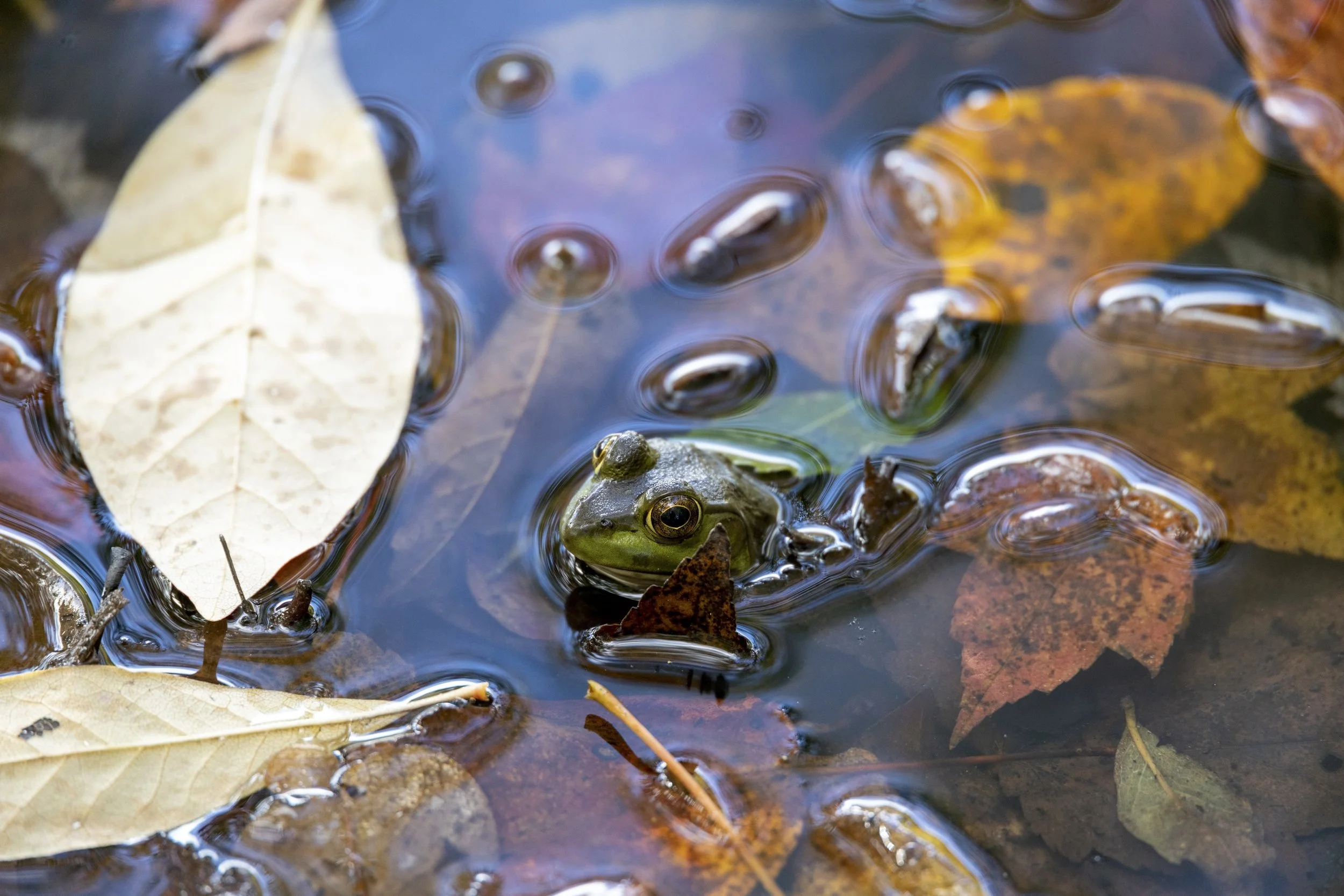Frog - 1.jpeg