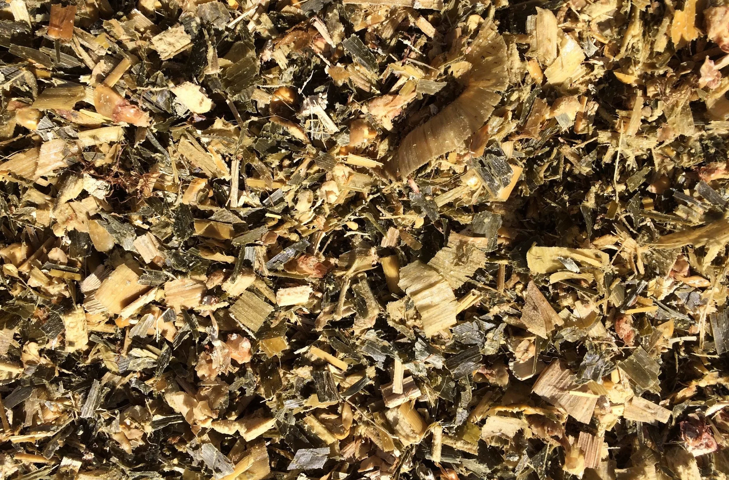 Close up of silage.JPG