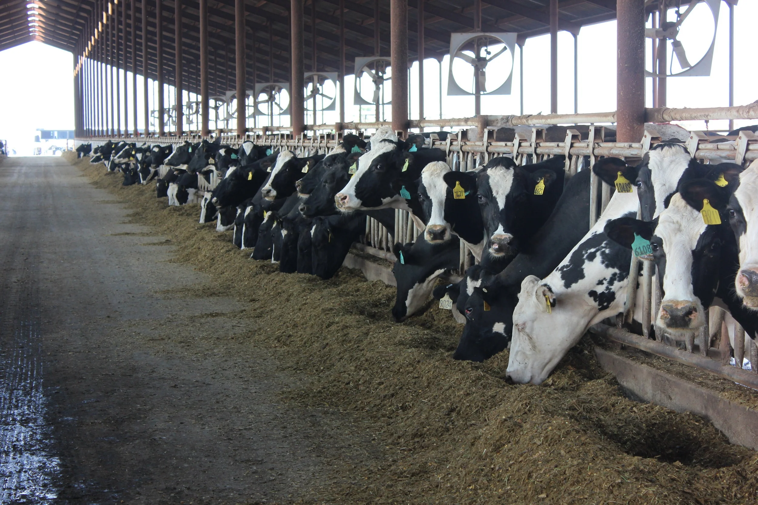 Cows eating 1.JPG