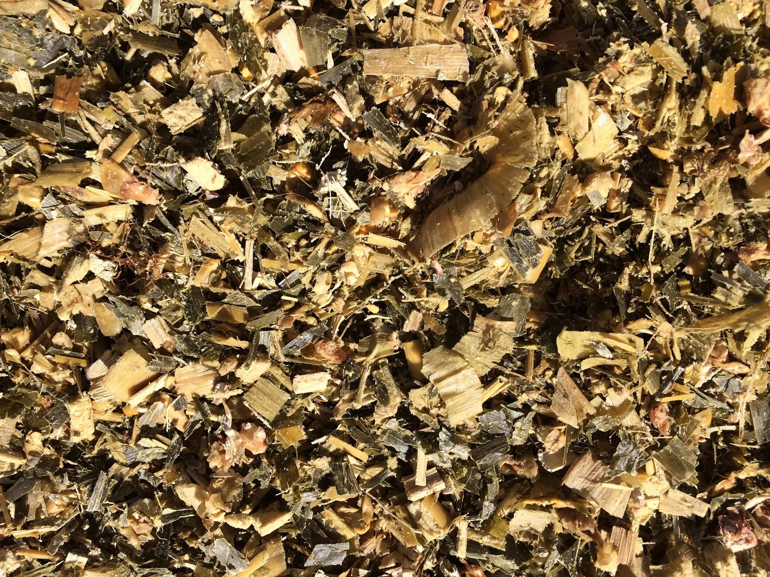 Close up of silage.JPG