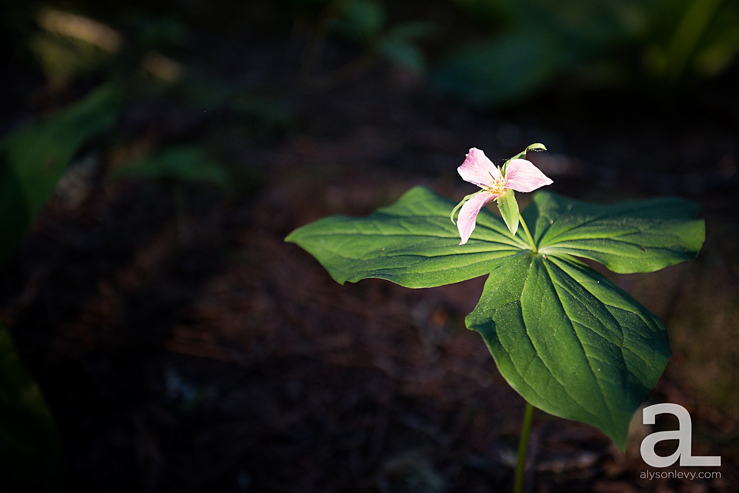 Portland-Engagement-Photography_0018.jpg