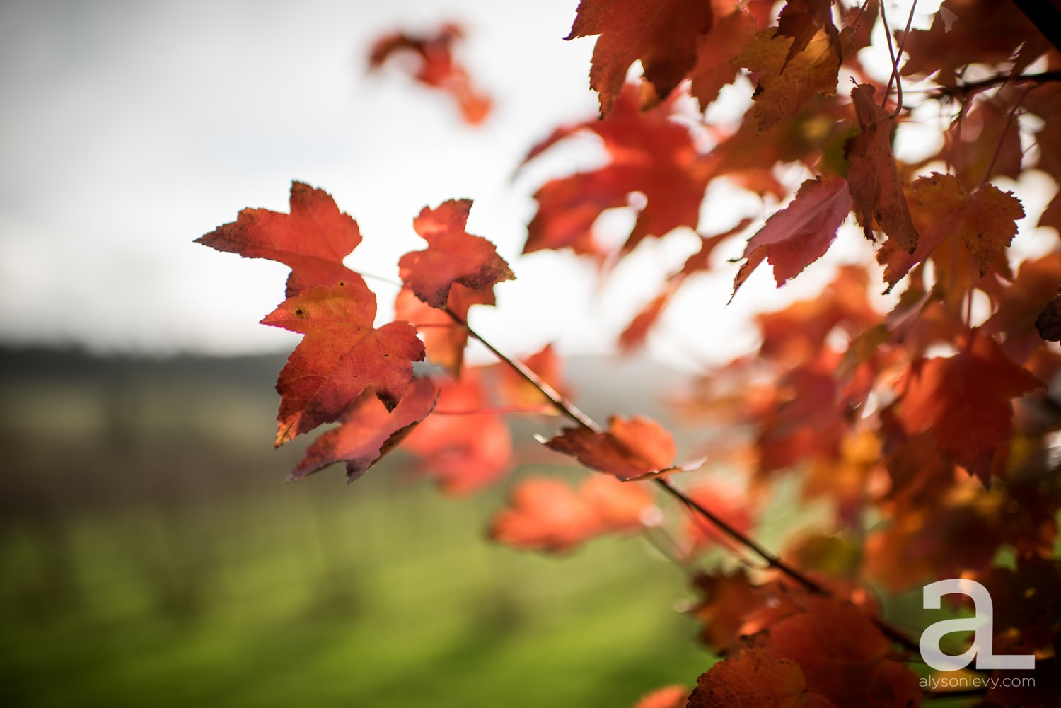 Zenith-Vineyard-Wedding-Photography-Salem_0024.jpg