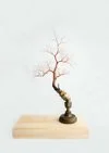 大樹底下好遮蔭？ A tree protects? (Taipei)