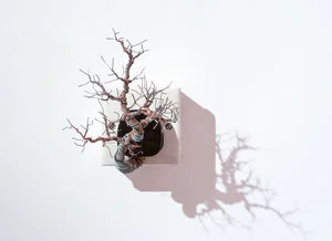 銅樹 之七  Socket Tree Vll