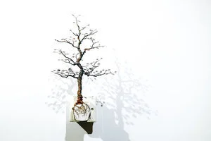 銅樹 之十八  Socket Tree XVIII