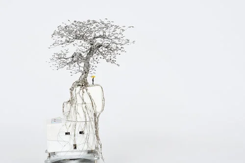 大樹底下好遮蔭? A Tree Protects? XIX