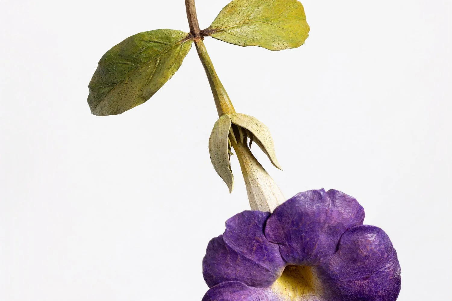106A4795.jpg