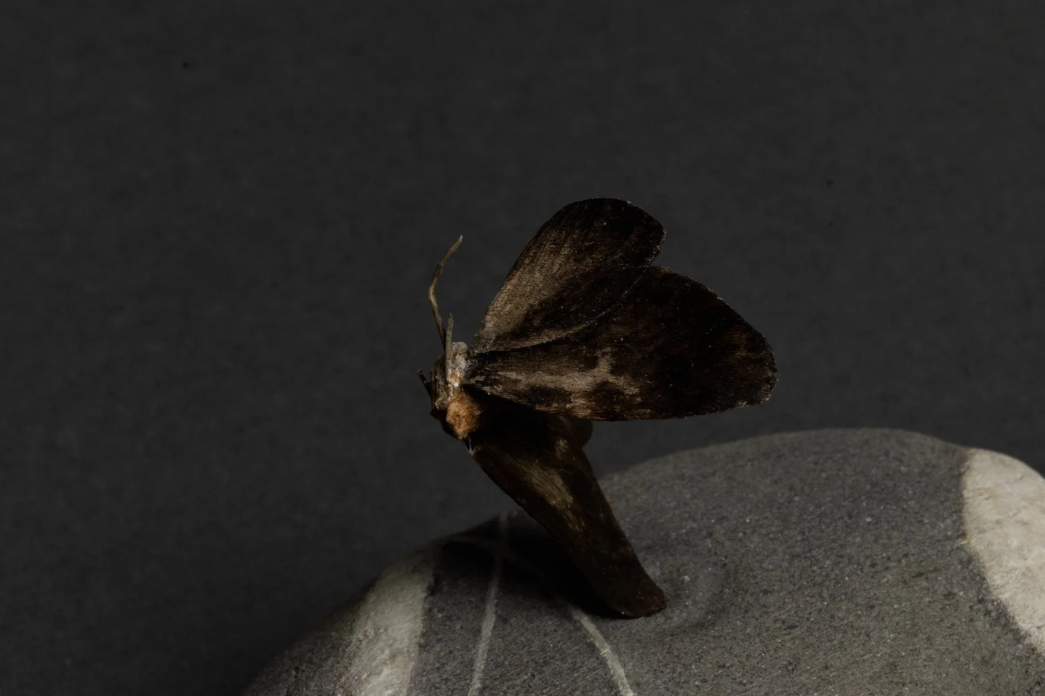 106A3722.jpg
