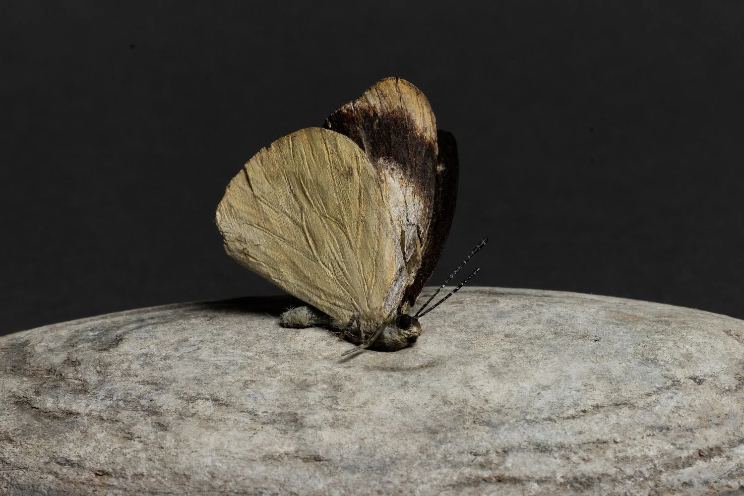 106A3798.jpg