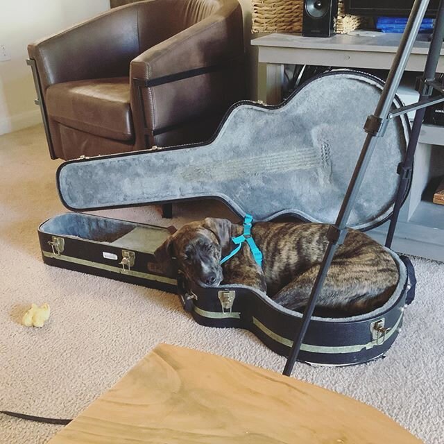 Banjo has found his place in the band!

#bandpractice #banjothedog #plotthound #plottlabmix #rescuedogsofinstagram #adoptdontshop