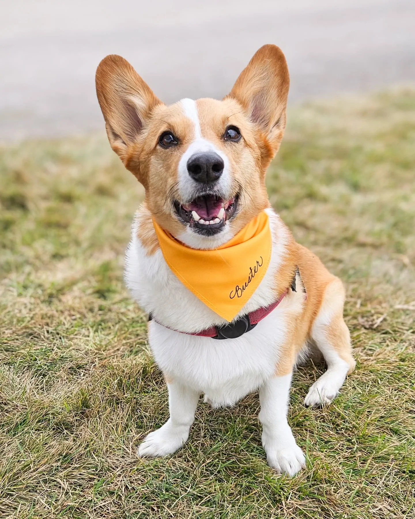 Who says dogs aren&rsquo;t part of the family?&nbsp;Five minutes at the grand opening of Heartland&rsquo;s new dog park in Cochrane, and you&rsquo;ll see just how wrong that idea is. 

Families showed up in full force &mdash; not just with kids, but 