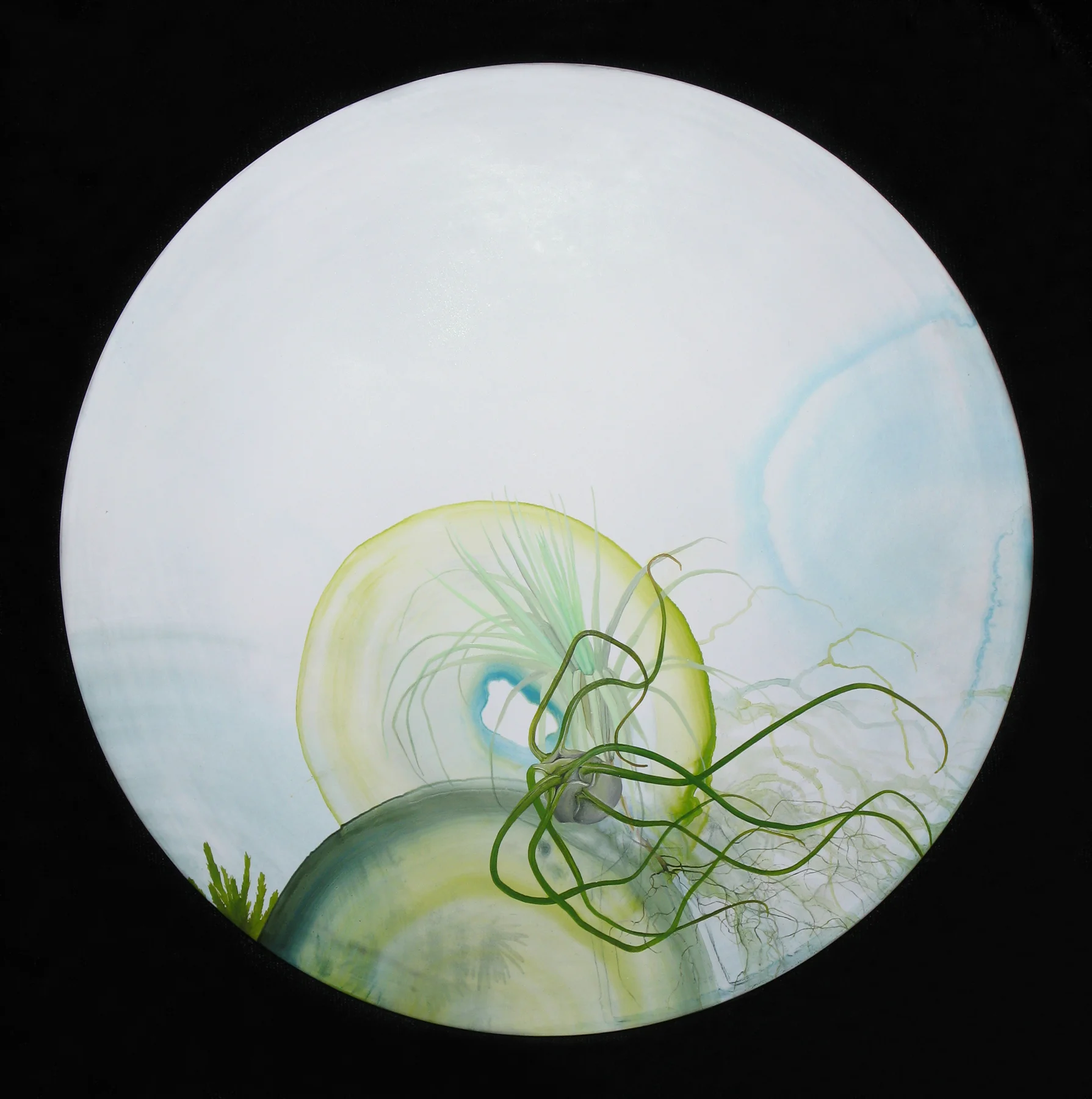 Epiphyte Aura