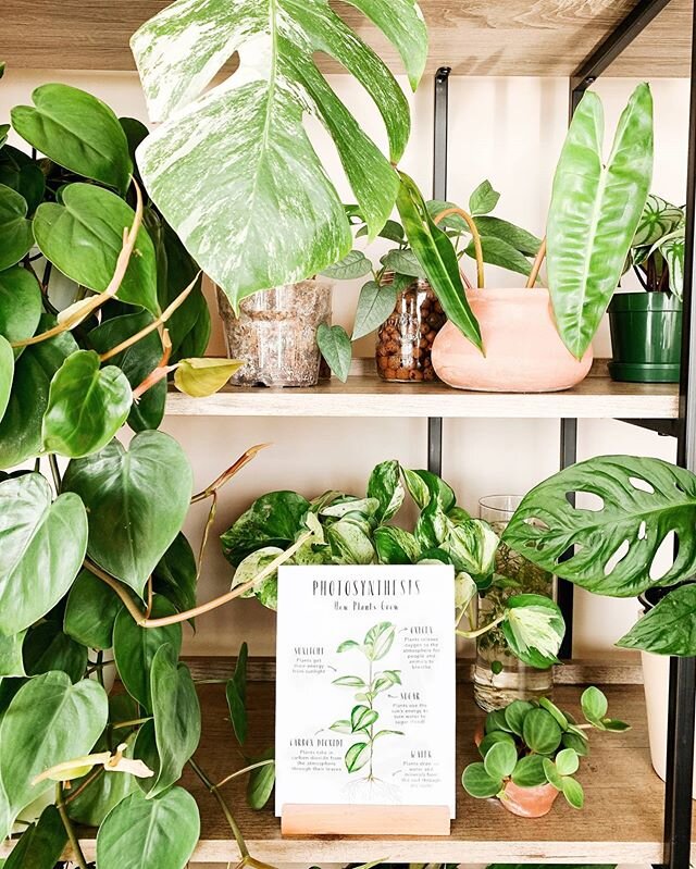 We love this mini photosynthesis poster illustrated by @simplyalove! 🌱 Are there any other plants parents here? I probably have close to 100 squished in our tiny apartment, but who&rsquo;s counting? 🙈🤷🏻&zwj;♀️
&mdash;
There are 2 days left to gra