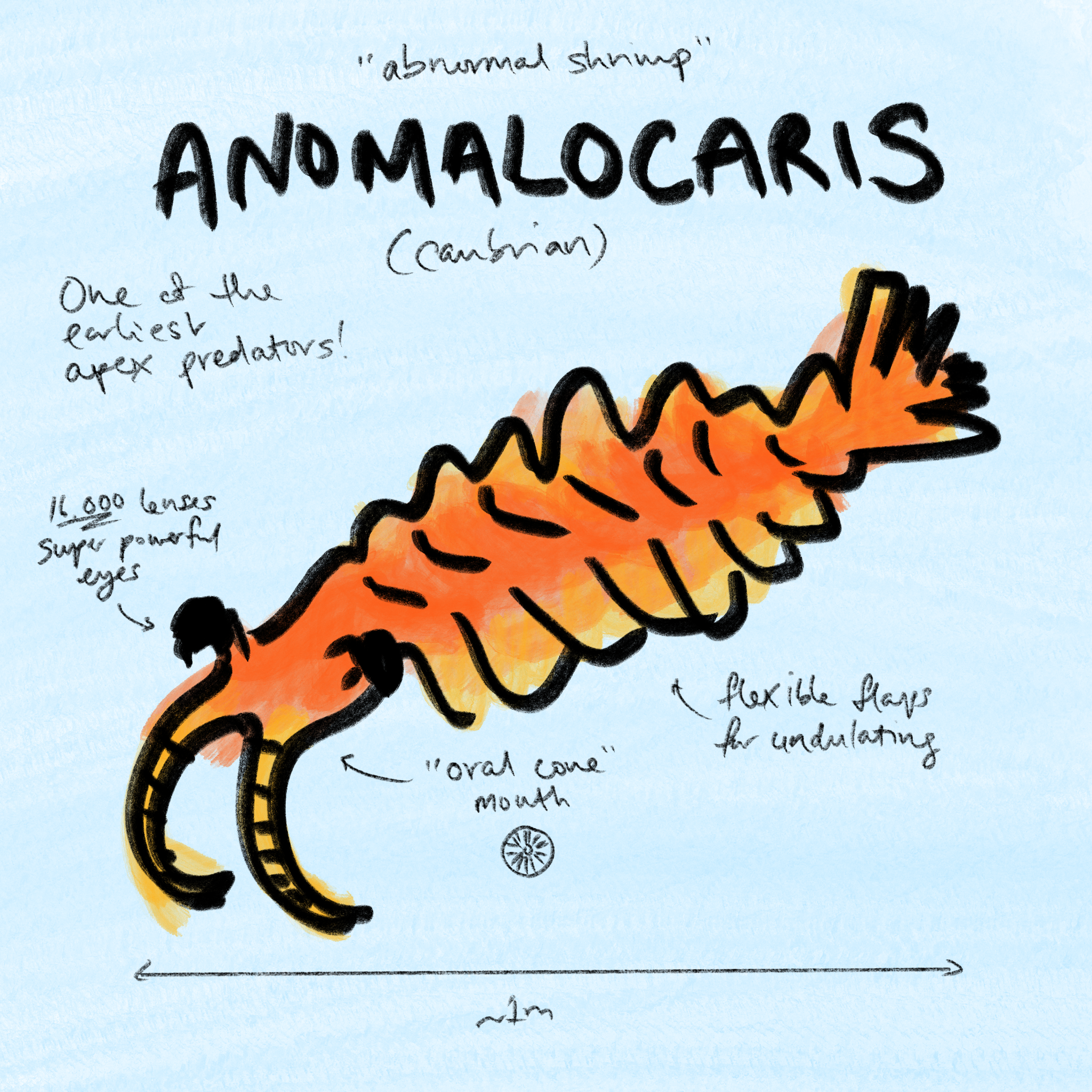  Anomalocaris 