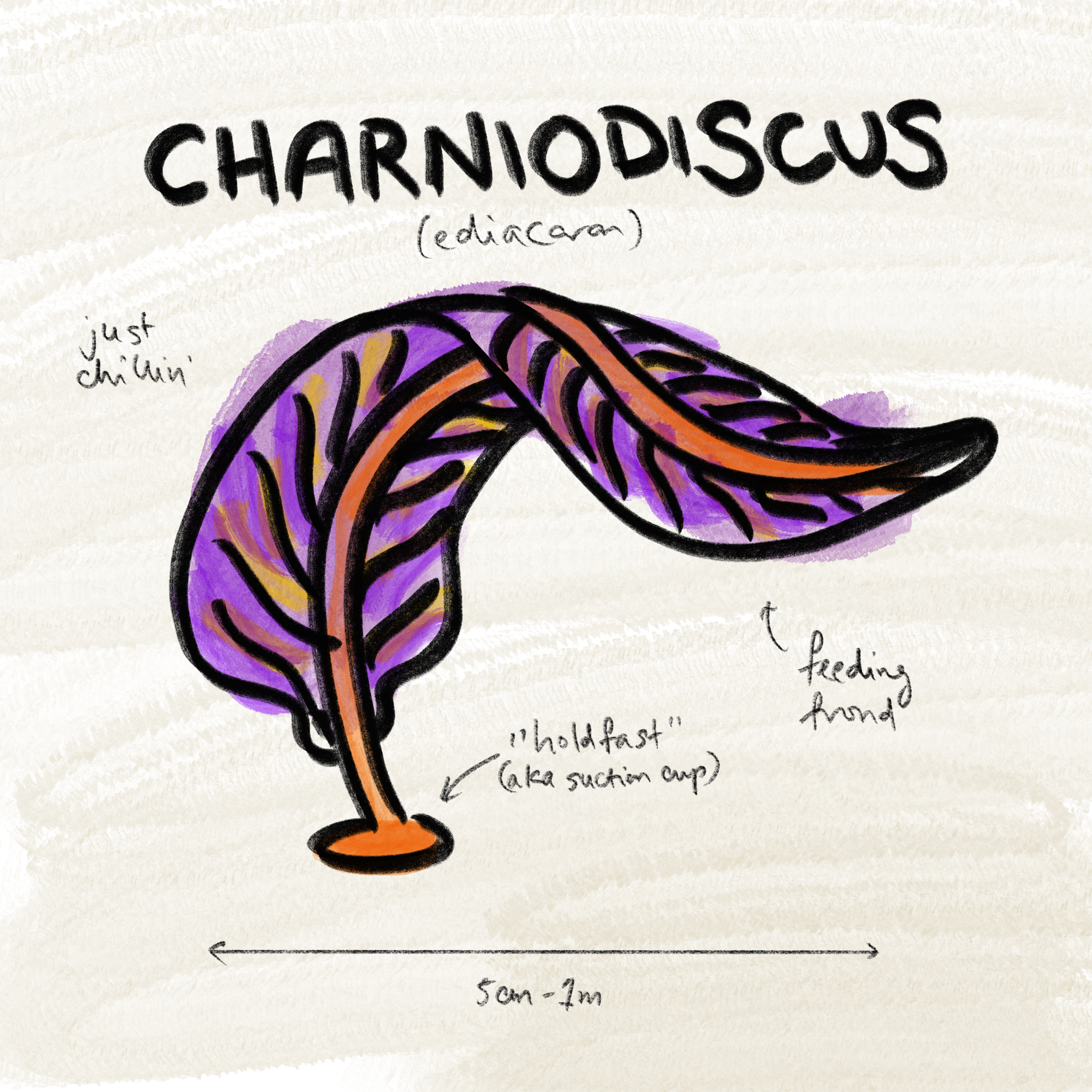  Charniodiscus 