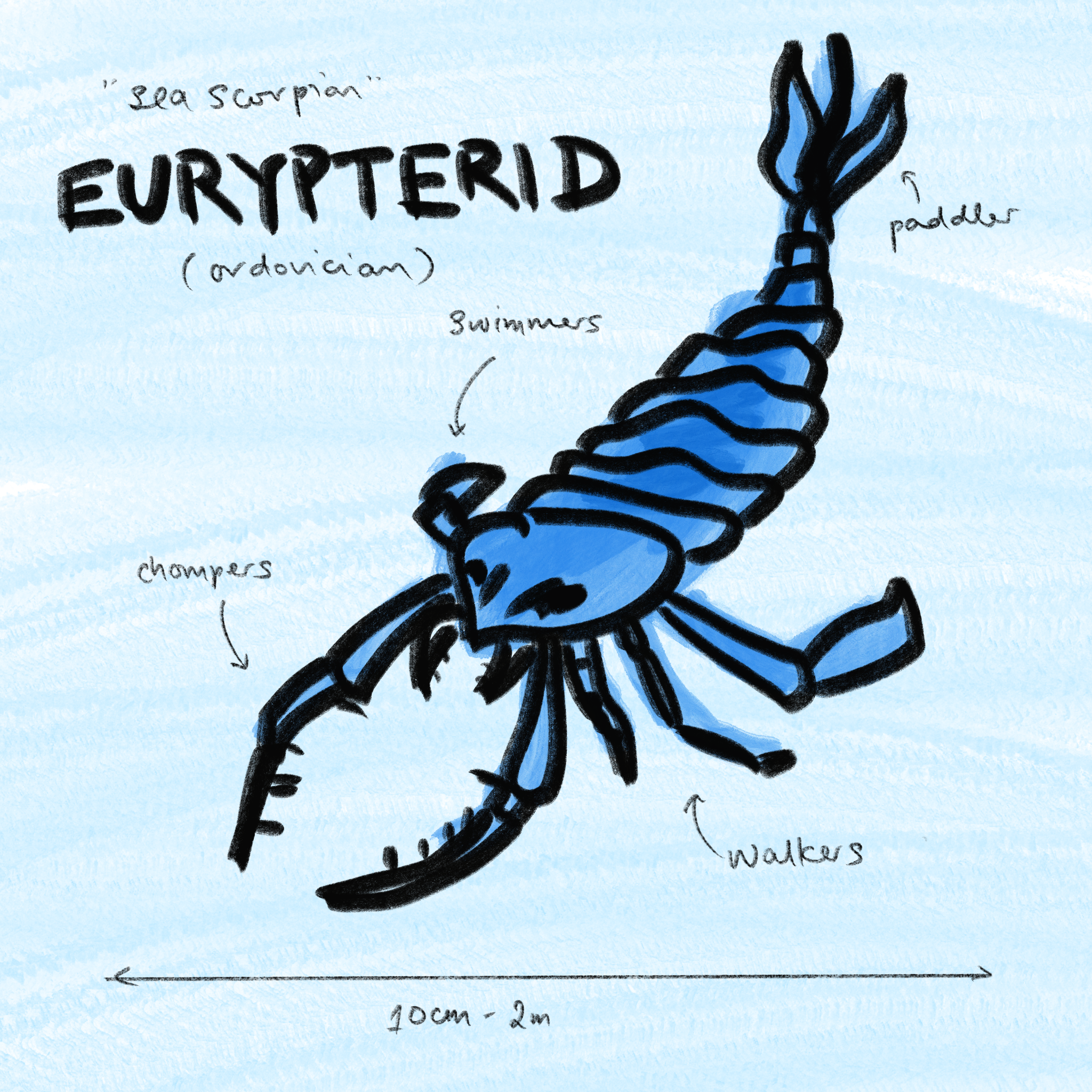  Eurypterid 
