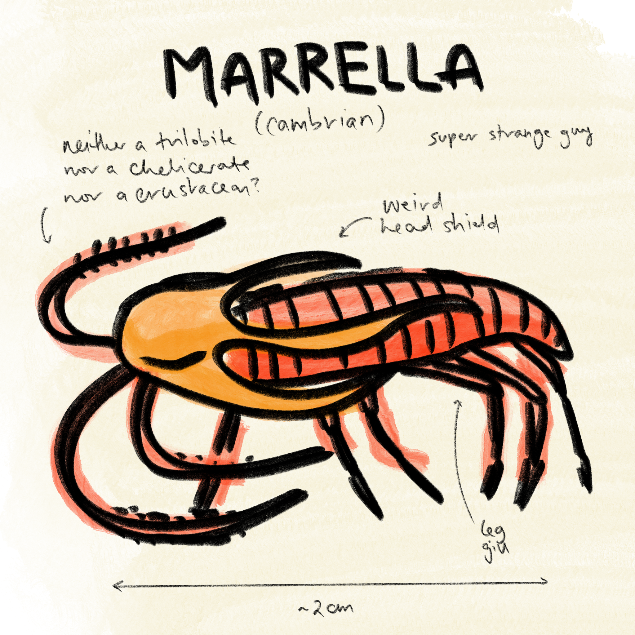  Marrella 