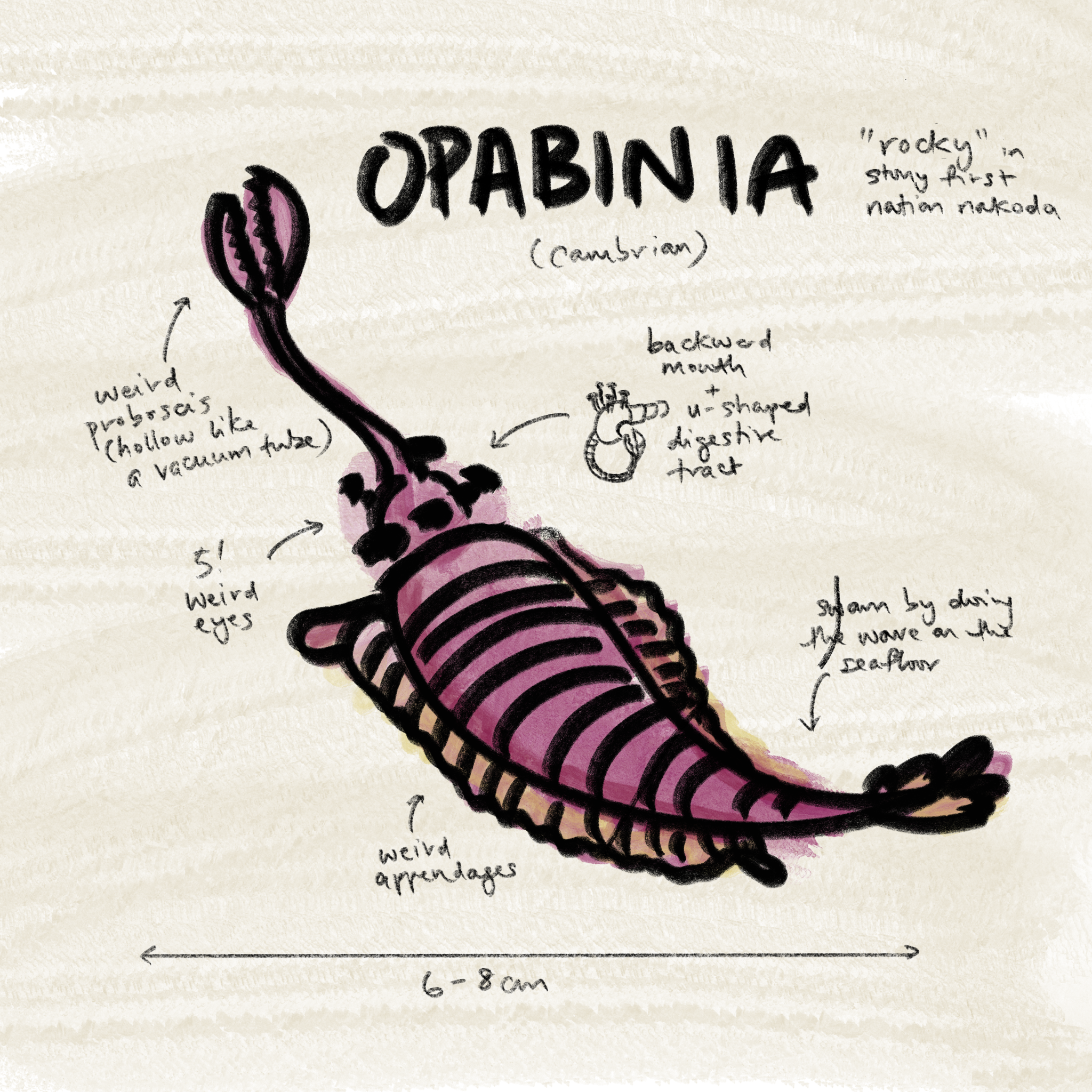 Opabinia 