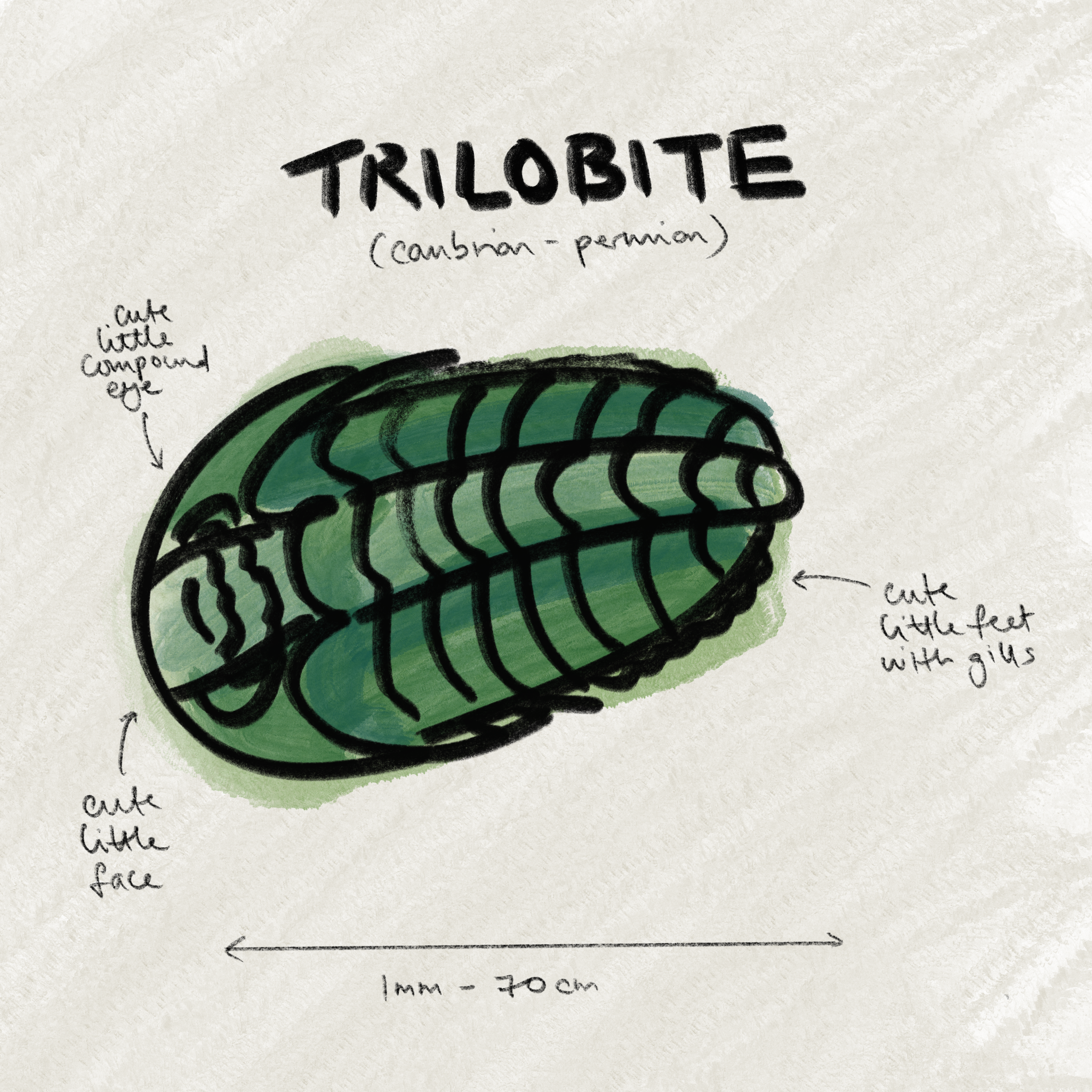  Trilobite 