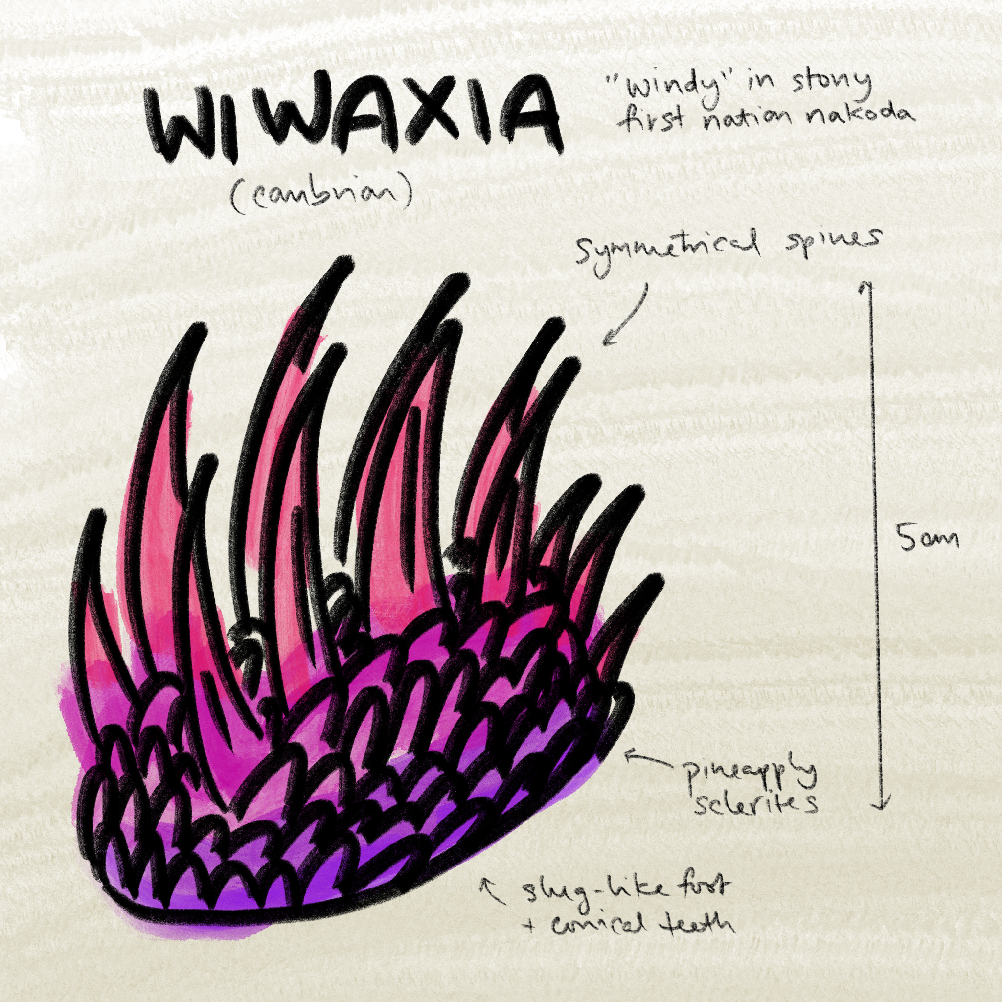  Wiwaxia 