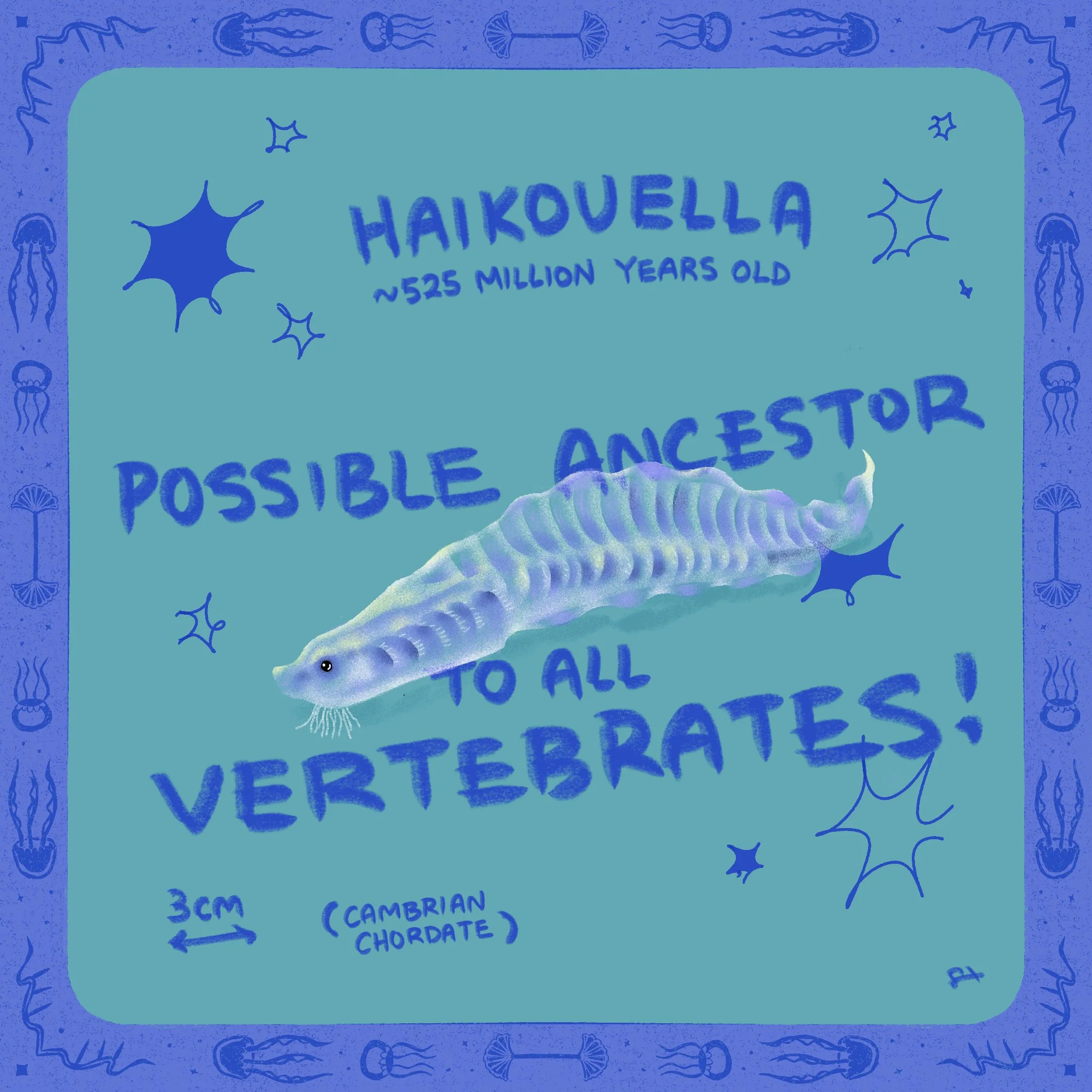 haikouella.jpg